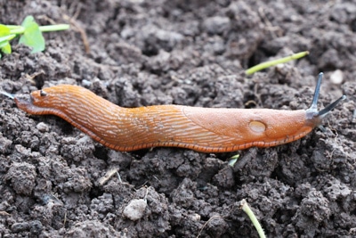 Nacktschnecke