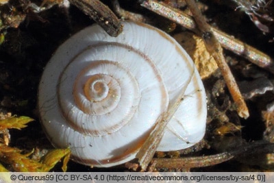 Quendelschnecke