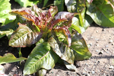 Römischer Salat