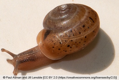 Rötliche Laubschnecke