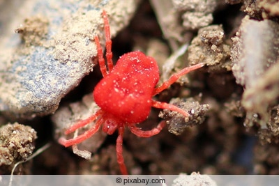 Kleine rote Spinne - Rote Samtmilbe