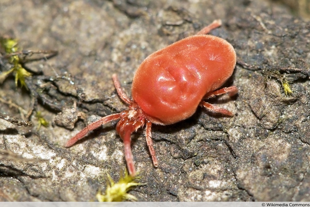 Kleine rote Spinne - Rote Samtmilbe