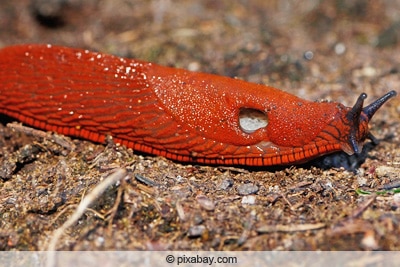 Rote Wegschnecke