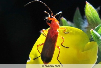 Roter Zipfelkäfer - Anthocomus rufus