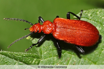 Kleine rote Käfer - Rotköpfiger Feuerkäfer