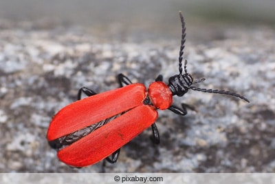 Scharlachroter Feuerkäfer - Pyrochroa coccinea 