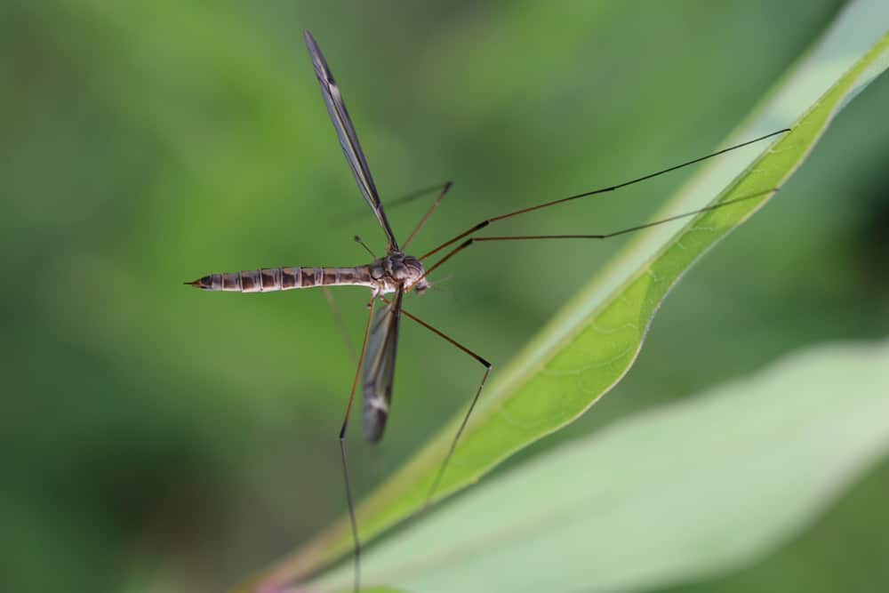 Spinne mit Flügeln - Schnake