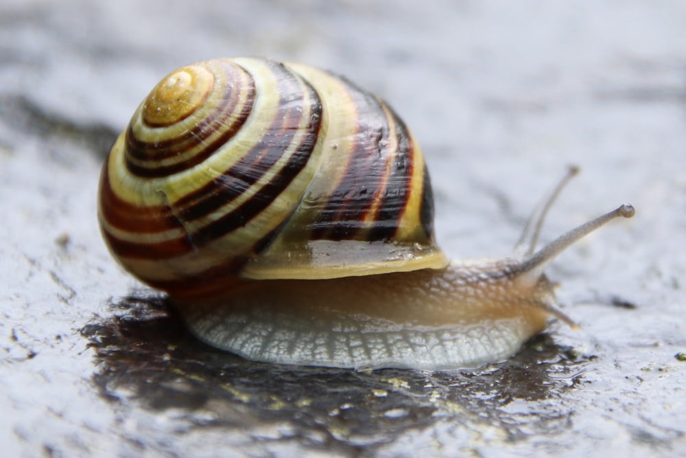 Gehäuseschnecke