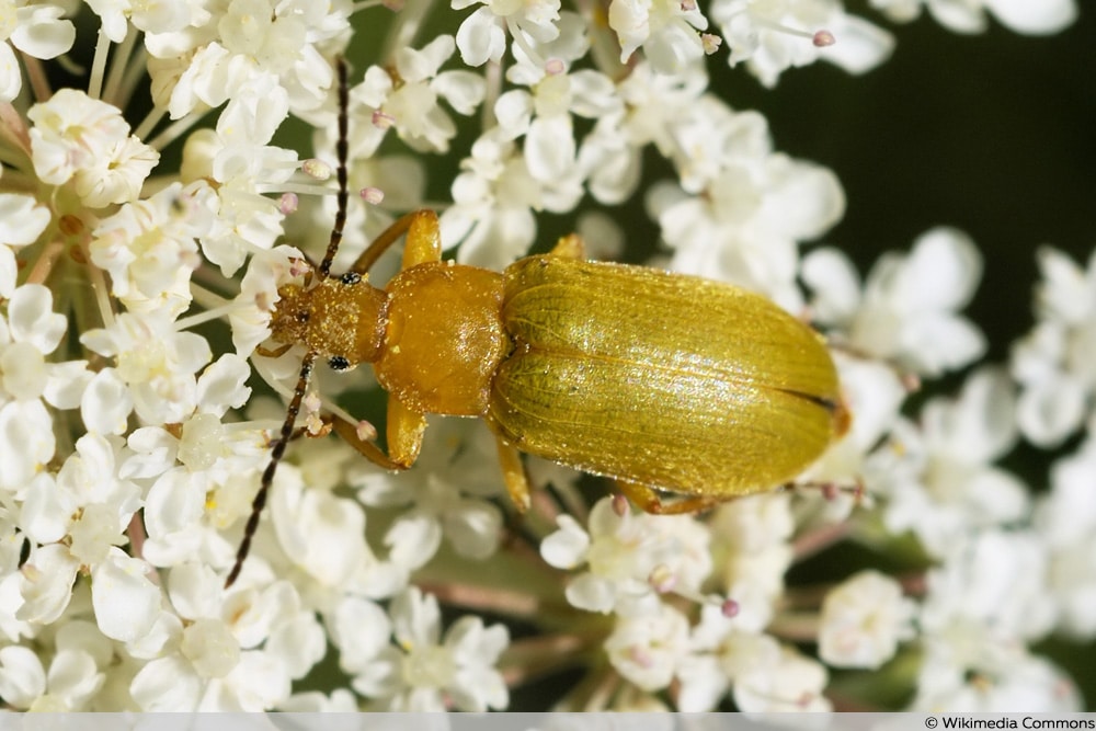 Schwefelkäfer - Cteniopus sulphureus