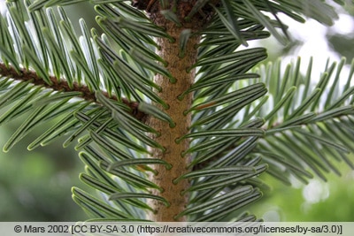 Weiß-Tanne - Abies alba