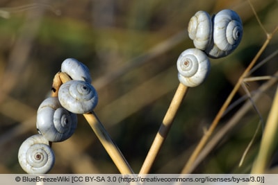 Weiße Heideschnecke