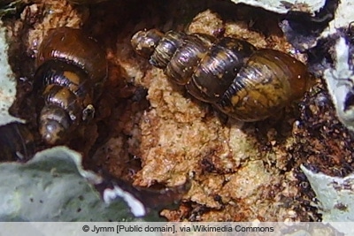 Zahnlose Schließmundschnecke