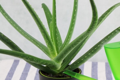 Aloe Vera gießen