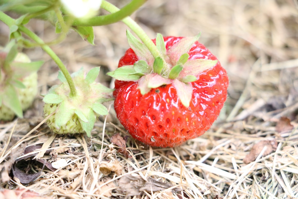 Erdbeeren düngen mit Stroh