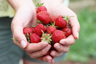 Hände voller Erdbeeren