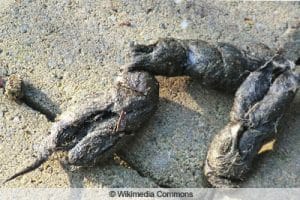 Kot vom Waschbär erkennen Bilder von Waschbärkot Gartenrat.de