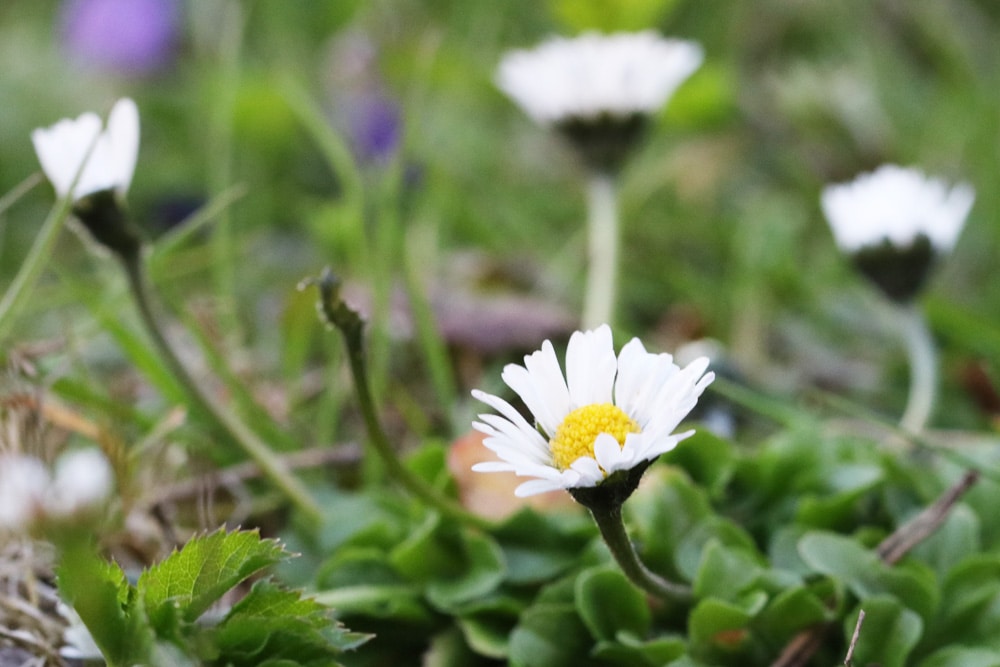 Sind Gänseblümchen giftig