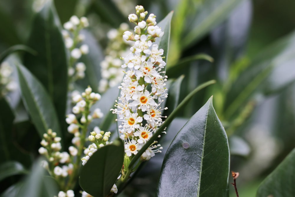 Kirschlorbeer düngen - Blüte der Lorbeerkirsche