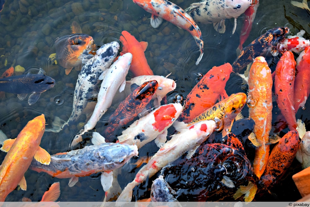 Verschiedenen Koi-Arten in Gartenteich