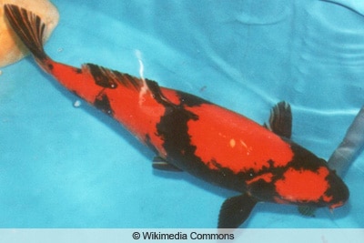 Koi 'Hi utsuri'