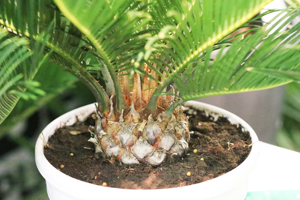 Palmfarn - Cycas revoluta