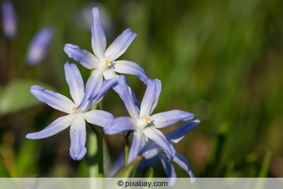 Sternhyazinthe - Winterblüher