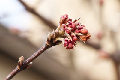 Winterschneeball - Viburnum x bodnantense