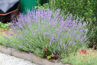 Lavendel