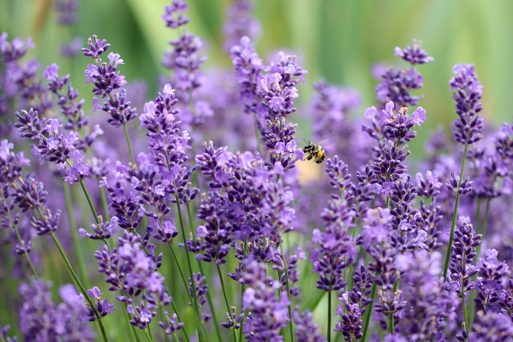 Lavendel