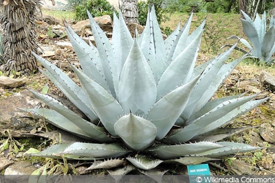 Agave havardiana 