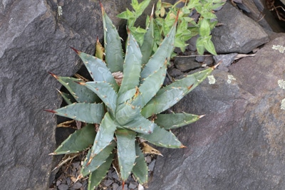 Agave parryi, Sukkulente