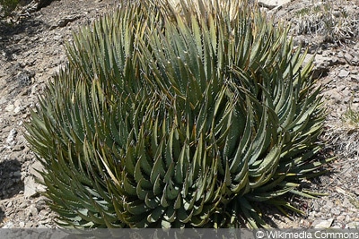 Agave utahensis, Sukkulente