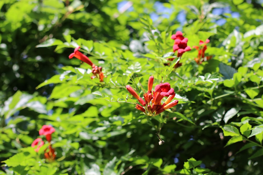 Campsis radicans, Kletterpflanze