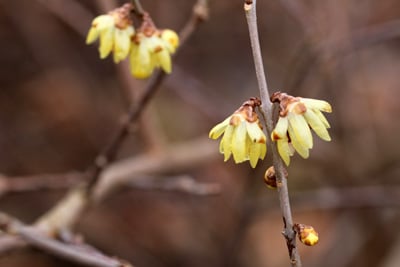 Chinesische Winterblüte, sonniger Standort