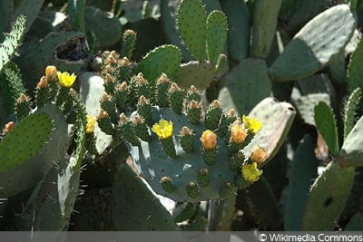 Feigenkaktus, Opuntia ficus-indica