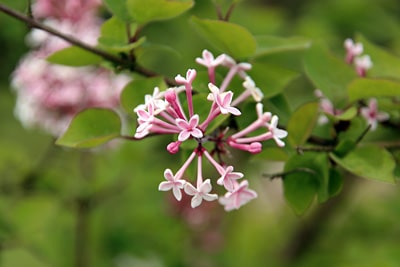 Herbst-Flieder (Syringa microphylla), sonniger Standort