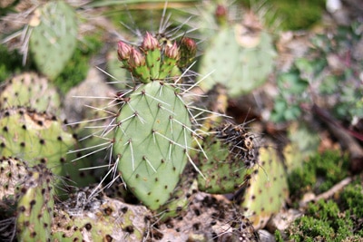 Opuntia phaeacantha, Sukkulente