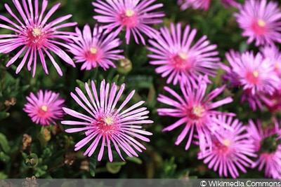 Delosperma cooperi