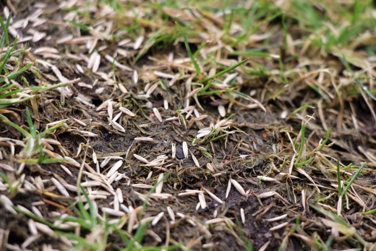 Ab welcher Temperatur kann man Rasen säen? Gartenrat.de