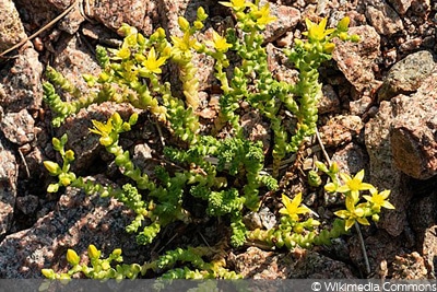 Sedum acre