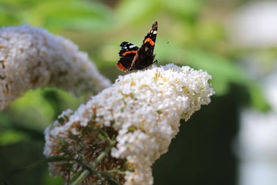 Schmetterlingsflieder