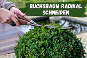 Buchsbaum radikal schneiden starker Rückschnitt Gartenrat.de