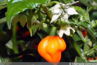 Paprika Blüte