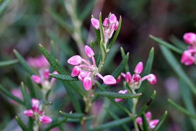 Rosmarinheide - Andromeda polifolia, winterhart