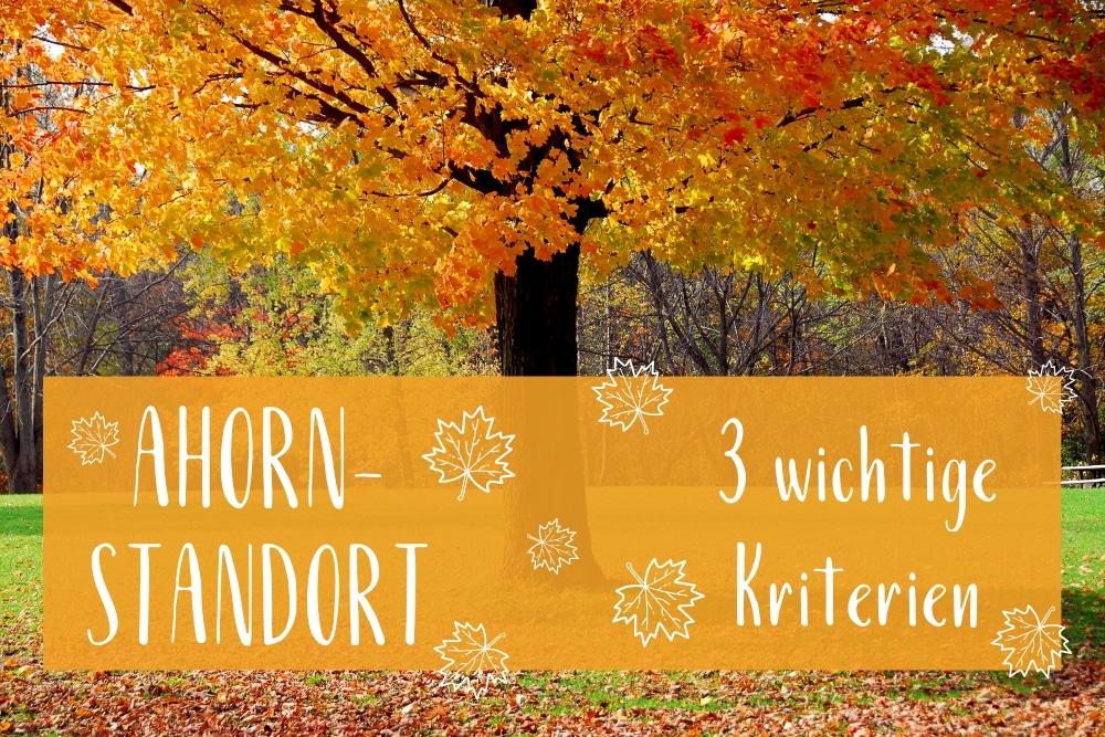 Ahorn-Standort