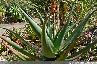 Aloe africana