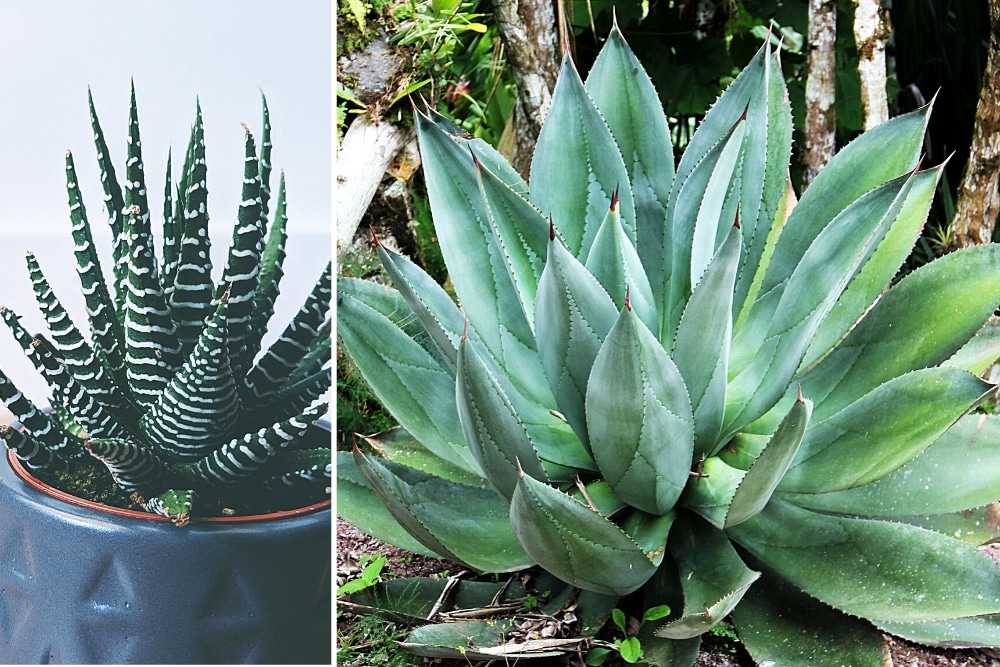 Aloe Vera Arten