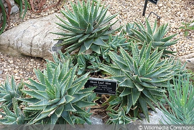 Aloe brevifolia