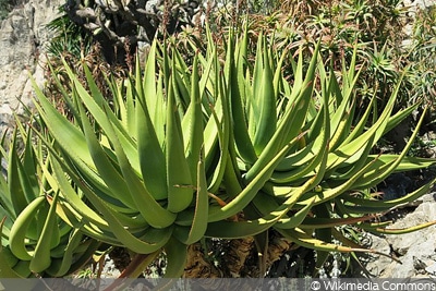 Aloe castanea