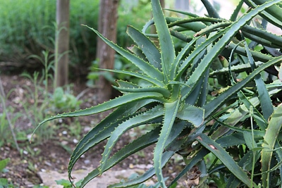 Aloe ferox